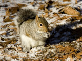 Eastern Gray Squirrel Eating a Nut, Lexington, Massachusetts