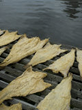 Fish Drying on a Rack Along the Mystic River, Connecticut