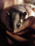 Endangered Leadbeaters Possum Carefully Restrained in a Hand, Yellingbo Nature Reserve, Australia