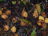 Fruit Eaten by Chimpanzee Rotting on the Rainforest Floor