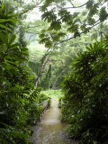 Flooded Path at Manoa Falls, Honolulu, Hawaii