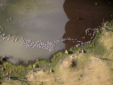 Pelicans and an Algal Bloom in the Drying Eutrophic Lake Mtera, Tanzania