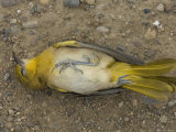 Orchard Oriole on a Gravel Road in Montana