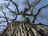 Detail of an Old Valley Oak Tree, California