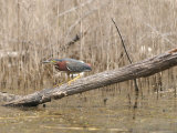 Green Heron Hunches on a Log