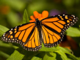 Monarch Butterfly at the Lincoln Children's Zoo, Nebraska