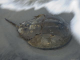 Horseshoe Crab Along the Beach