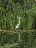 Great White Egret at the Edge of a Lake, Groton, Connecticut