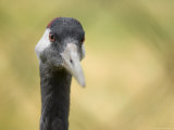 Eurasian Crane at the International Crane Foundation, Baraboo, Wisconsin