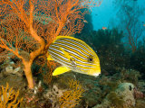 Buy Ribbon SweetlipsFish by a Sea Fan, Bali, Indonesia at AllPosters.com