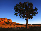 Pine Tree in Barren Land, New Mexico