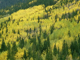 Buy Fall-Colored Aspens in San Juan Mountains near Telluride, Colorado at AllPosters.com