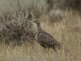 Sage Grouse in Montana