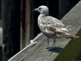 Lone Seagull Standing on Wood Rail of a Pier