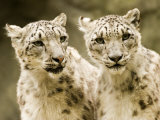 Portrait of Two Captive Snow Leopards