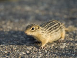 Ground Squirrel in Wisconsin
