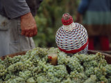 Grape Harvest at the Frantisek Karbula Family Vineyard