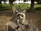 Raccoon at a Wildlife Rescue Member's Home in Eastern Nebraska