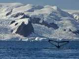 Humpback Whale Shows its Fluke, Paradise Bay, Antarctica