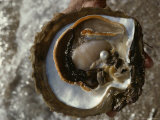 Buy Cultured Pearl Grows in a Two-Year Old Oyster, Australia at AllPosters.com