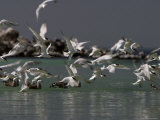 Elegant Terns at Rasa Island, Baja California, Mexico