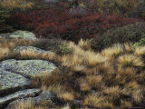 Buy Fall Scene with Lichens, Tufts of Golden Grass, and Wildflowers at AllPosters.com