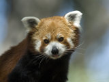 Red Panda at Zoo Montana in Billings