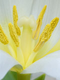 Buy Extreme Close-Up of the Center of a White Tulip, France at AllPosters.com