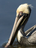 Portrait of a Brown Pelican, Sanibel Island, Florida