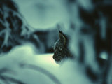 Lynx in Snowy Forest, Alaska