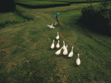 Buy Flock of Geese Chasing a Man Through a Field at AllPosters.com
