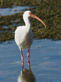Portait of a White Ibis, Sanibel Island, Florida
