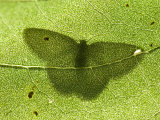 Leaf from a Cottonwood Tree Shows the Shadow of a Moth, Lincoln, Nebraska