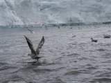 Large Group of Seagulls at Arctic Ocean, Svalbard Islands, Norway
