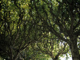 Looking Up at the Trees in la Rambla, Barcelona