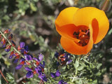 Buy Desert Mariposa Tulip and Coulter's Lupine, Saline Valley, California at AllPosters.com