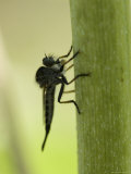 Robber Fly Rests on a Leaf in Lincoln, Nebraska