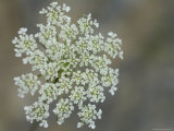 Buy Queen Anne's Lace Blooms at AllPosters.com