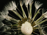 Buy Extreme Close-Up of the Seedhead of a Dandelion at AllPosters.com