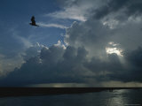 Gull Flies above Oyster Bayou