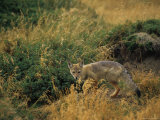 Patagonia Fox Hunts in a Penguin Rookery