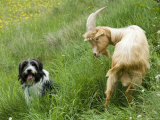 Herd Dog and a Goat Next to Each Other on a Grassy Slope, France