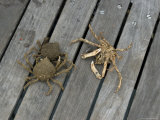 Crabs on a Pier, Brooklyn, New York