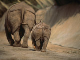 Indian Rhinoceros and Her Baby at a Zoo, San Diego, California
