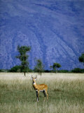 Buy Male Ugandan Kob Stands his Ground in Semuliki Wildlife Reserve at AllPosters.com