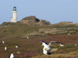 Lighthouse and Western Gulls on Anacapa Island, California