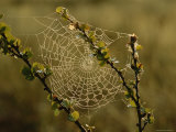 Buy Dew Highlights an Orb-Weaver Spider's Web at AllPosters.com