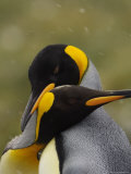 Buy Courting King Penguins Necking at AllPosters.com