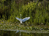 Great White Egret Coming in for a Landing with Outspread Wings, Groton, Connecticut