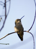 Costa's Hummingbird Perched at Ellwood Bluffs, California